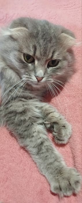 Віддам кицю в добрі руки .