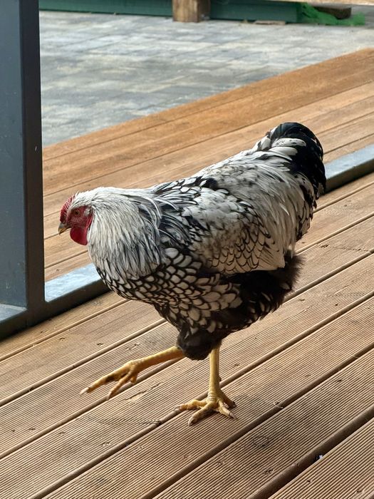 Молоді півні породи Віандот Срібло — чистопородний молодняк