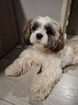 Shih tzu szczeniak oddam