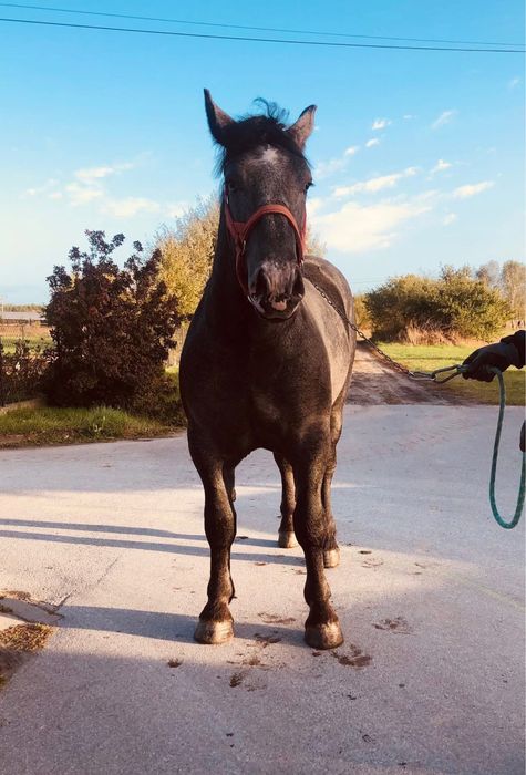 Siwy Percheron 2024