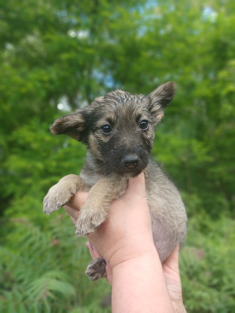 Цуценя в добрі руки,  безкоштовно