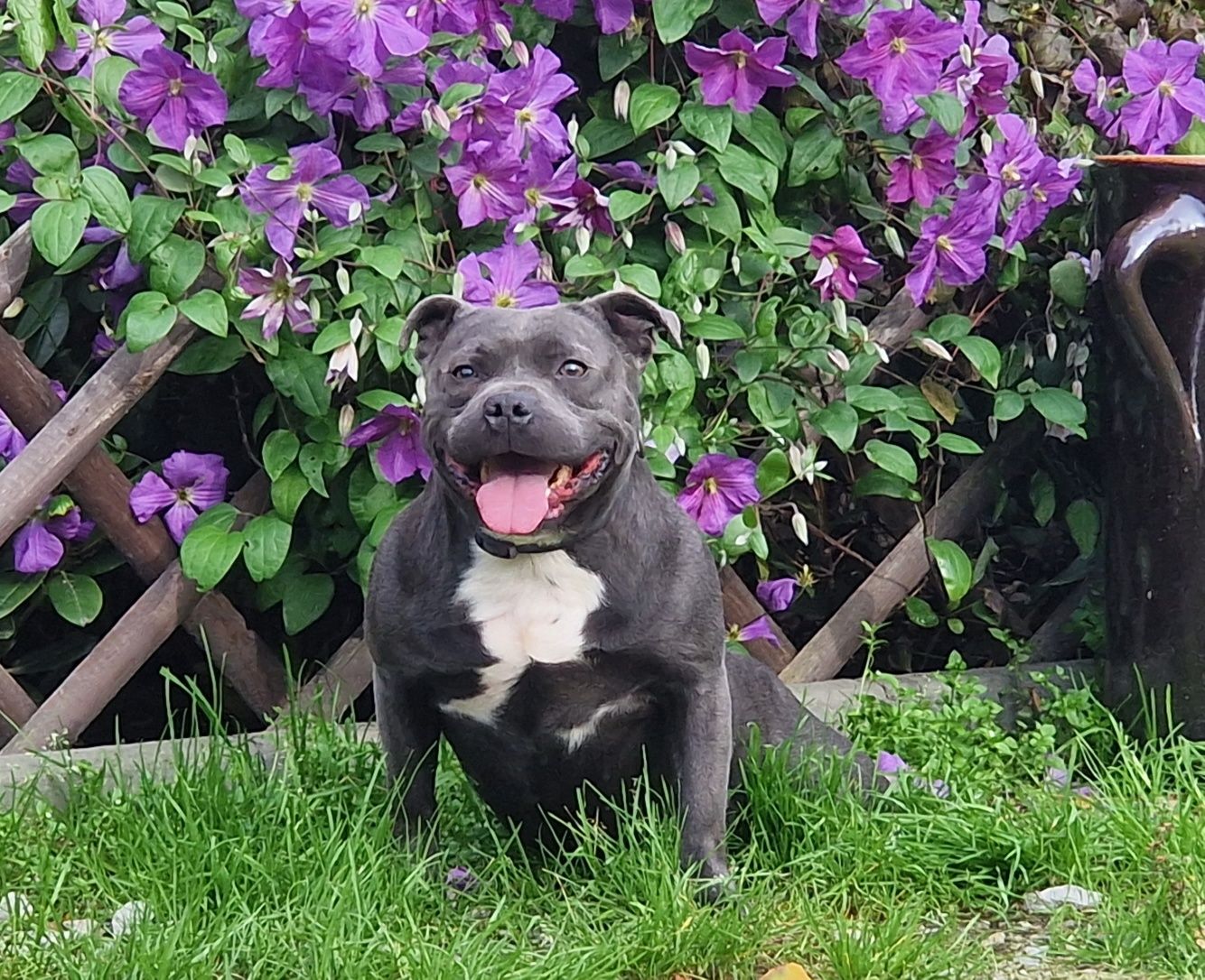 Staffik Staffordshire Bull Terrier