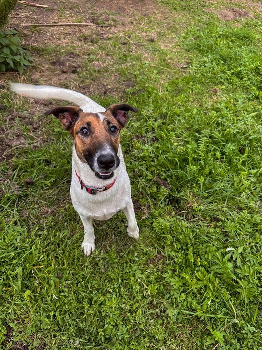 Oddam za darmo- do adopcji- Śliczna Pola szuka do domu