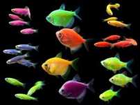 Тернеция,данио, барбусы GloFish, салатовая,синяя,розовая,зеленая