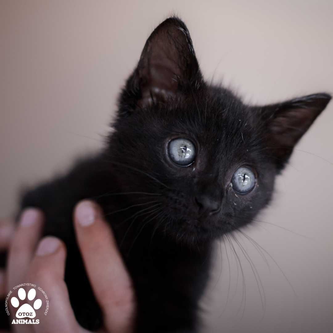 Mały kotek do adopcji! Poznajcie Mimi'ego!