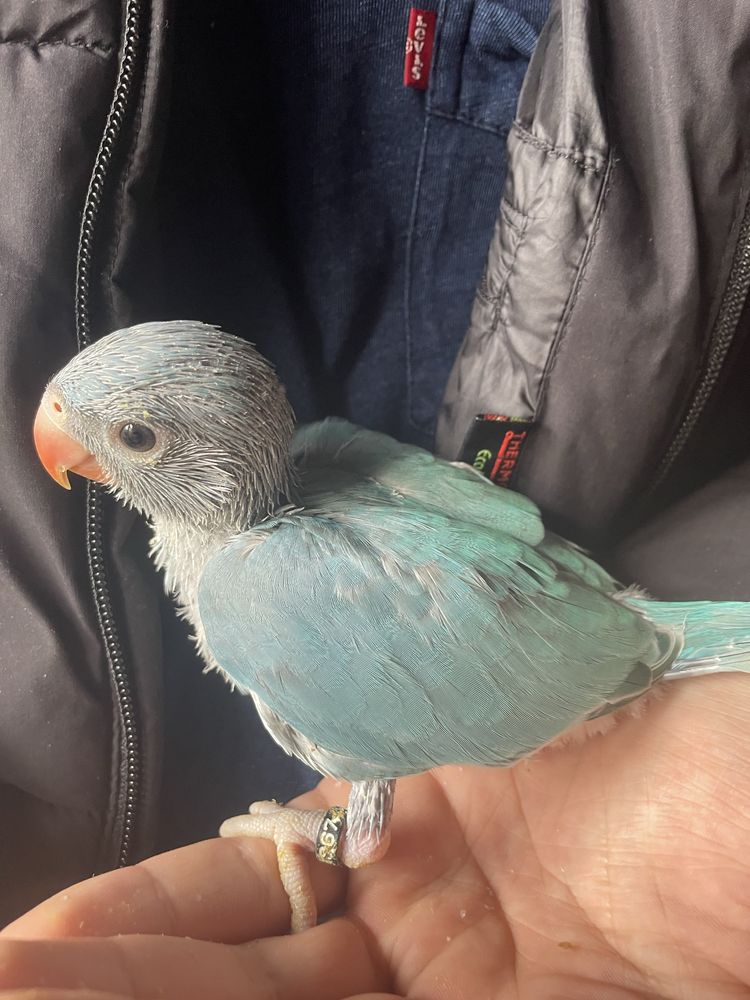 Ring Neck Azul Muito Meigo