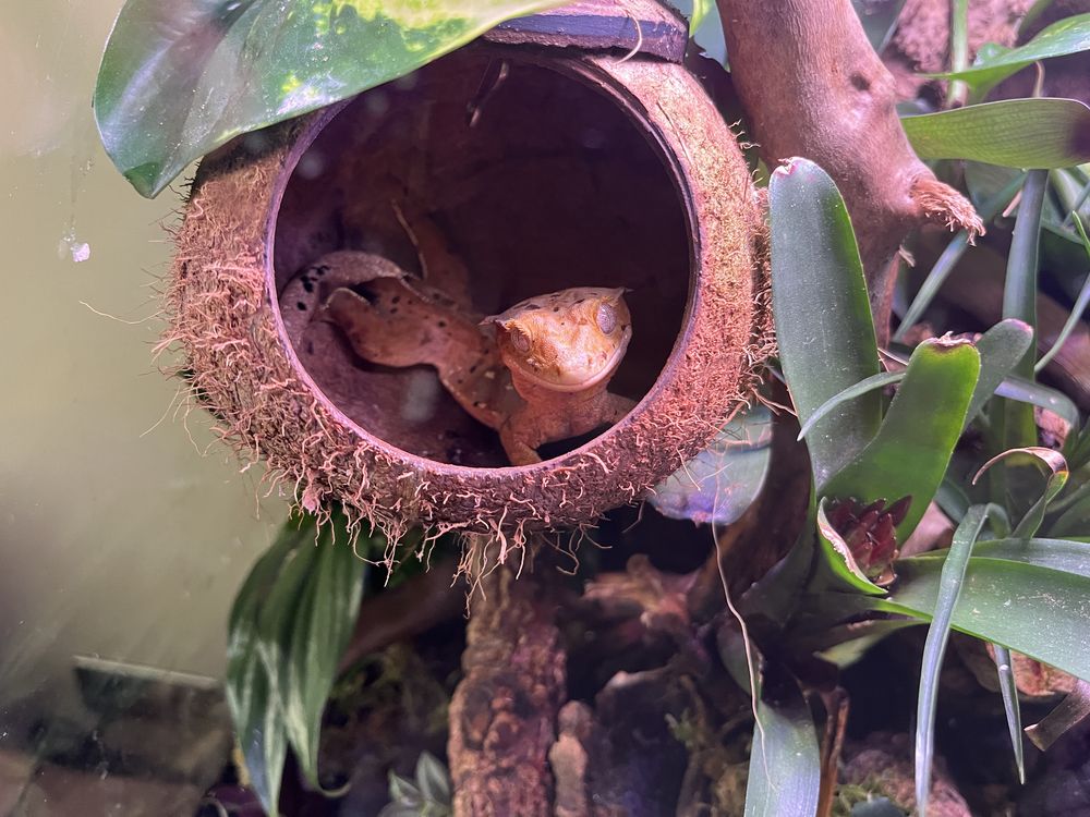 Gekon Orzęsiony Dalmatian z terrarium(oswietlenie Skylight)