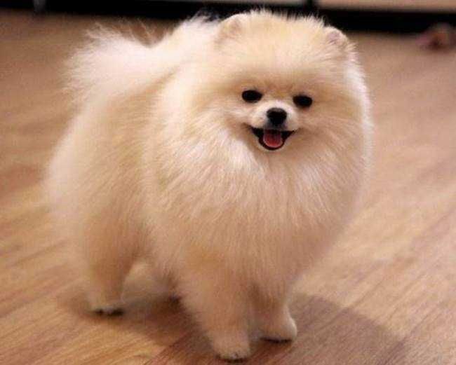 Стрижка кошек и собак 500 грн (груминг, выезд на дом) грумер