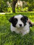 Border Collie Czarno Biała Suczka