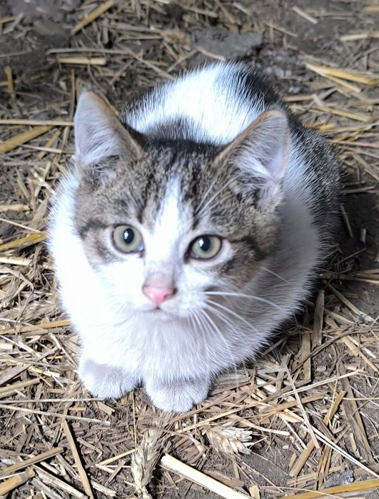 Oddam kotki w dobre ręce