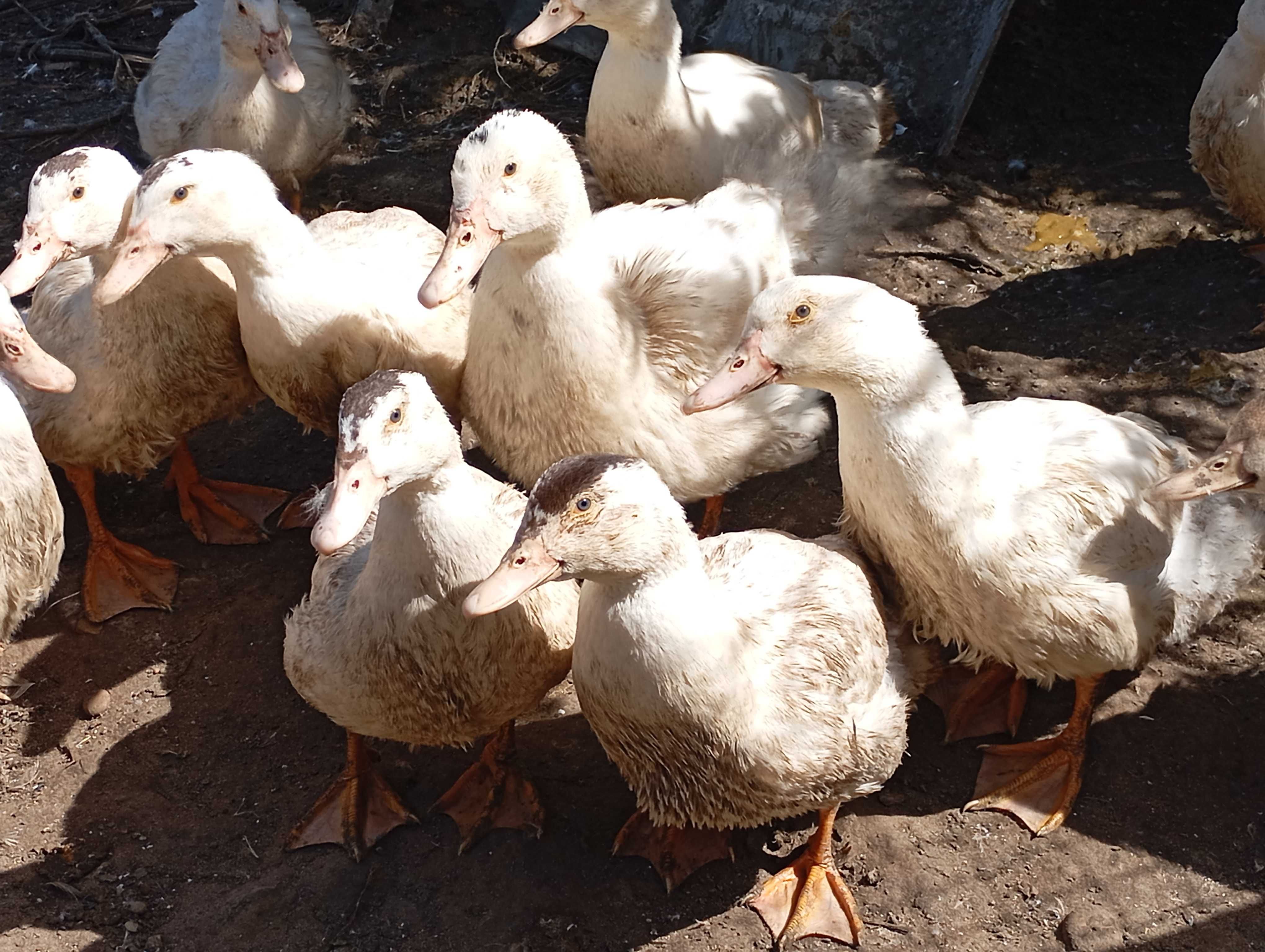 sedosas do Japão. Galos, garnizas, coelhos, patos, patos e perus