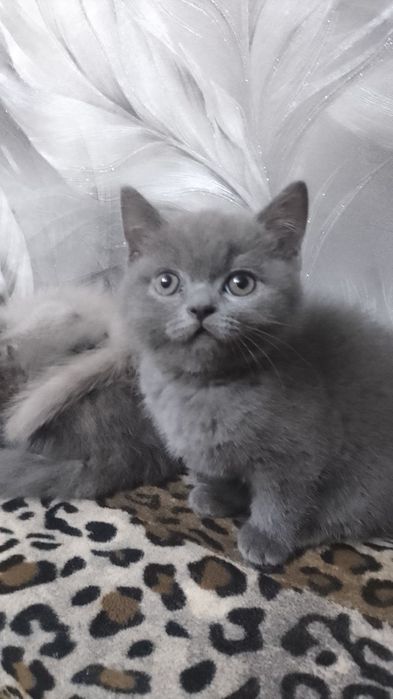 Котинята шотландці