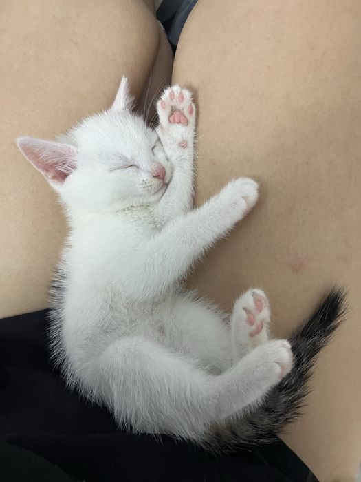 Oddam kotka w dobre rece