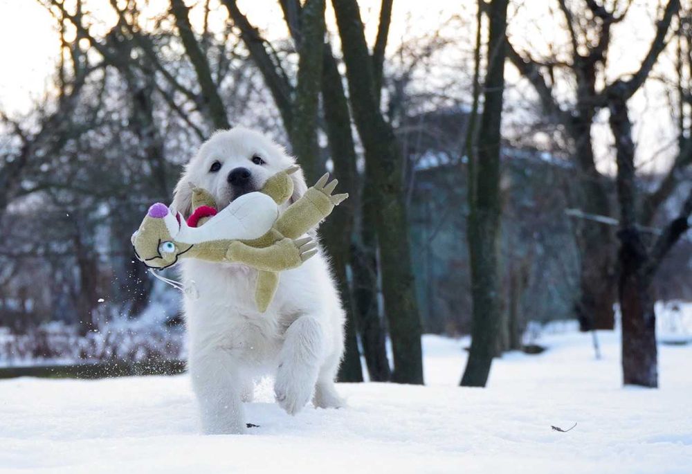 щенок - девочка - голден ретривер