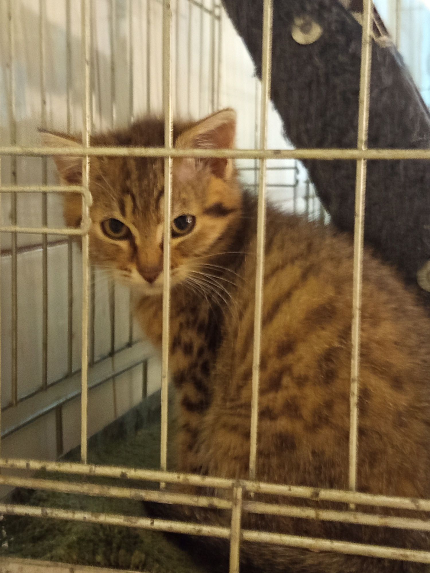 Mała puchata kotka szuka domu niewychodzącego
