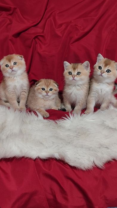 Вислоухие прямоухие шикарные котята золотая шиншилла мальчик девочка