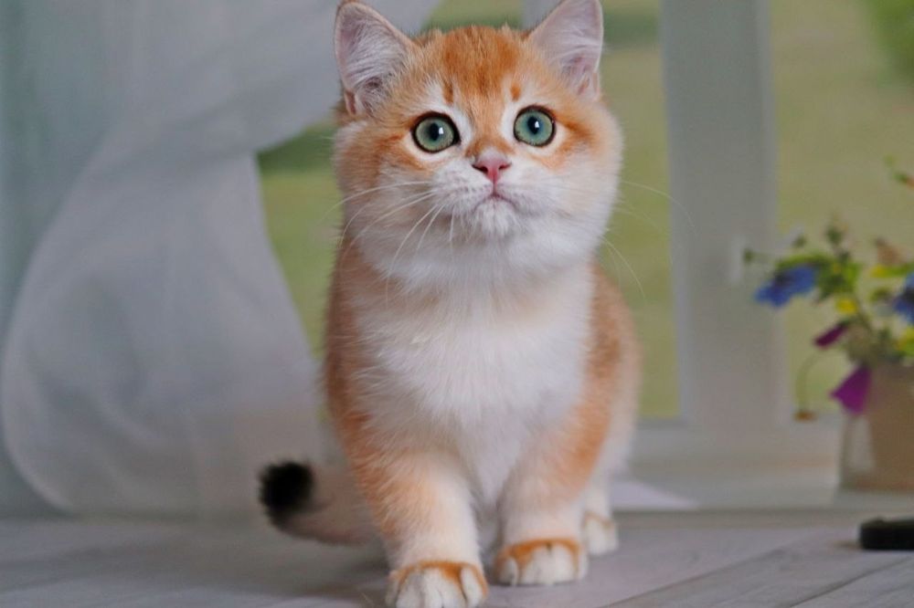 Игривый солнечный мальчик Квентин золотая шиншилла