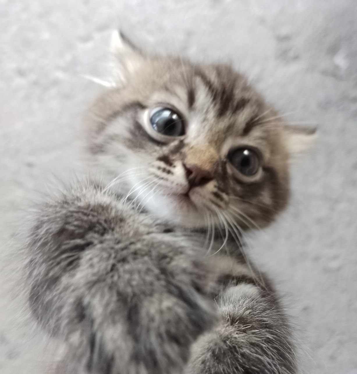 Віддам безкоштовно котня хлопчка