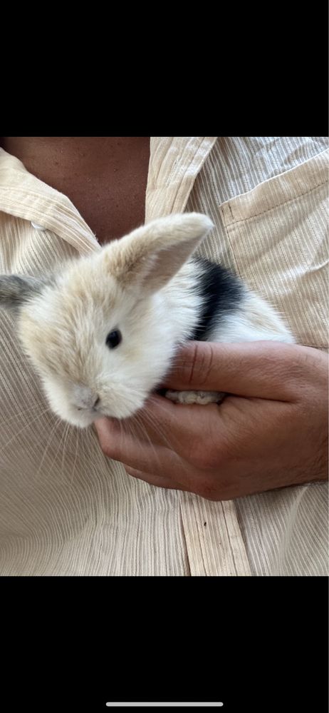 Criador coelhos anões orelhudos