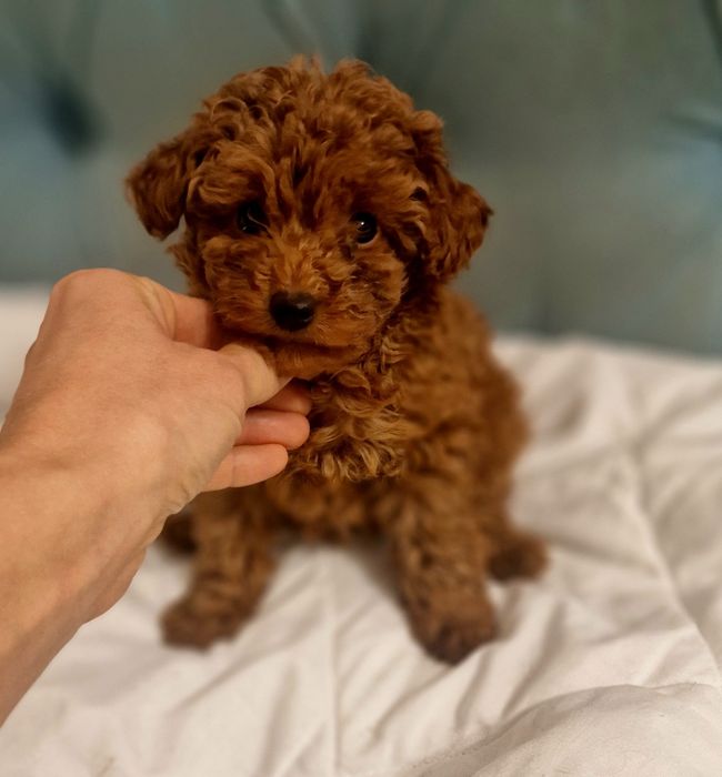 Pudel toy/ miniatura Red brown