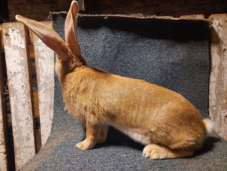 Belgijski olbrzym żółty