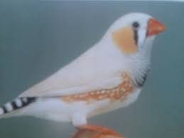 Vendo bengalins sexados boas amas