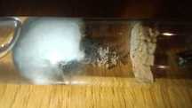 Lasius Niger Królowa + 5-10 robo
