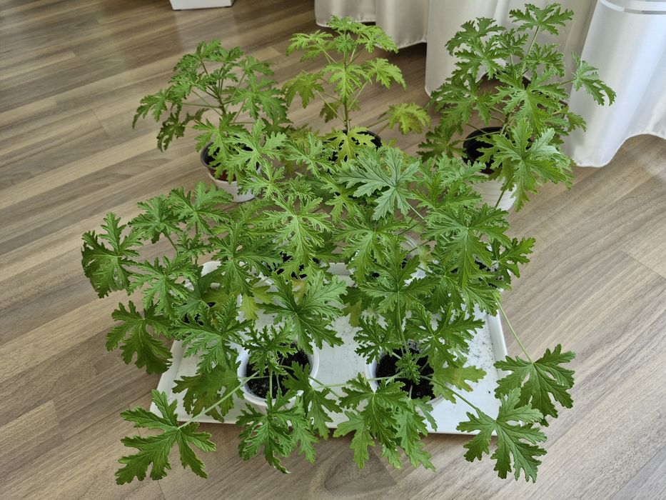 Anginka anginowiec geranium pelargonia cytrynowa rośliny