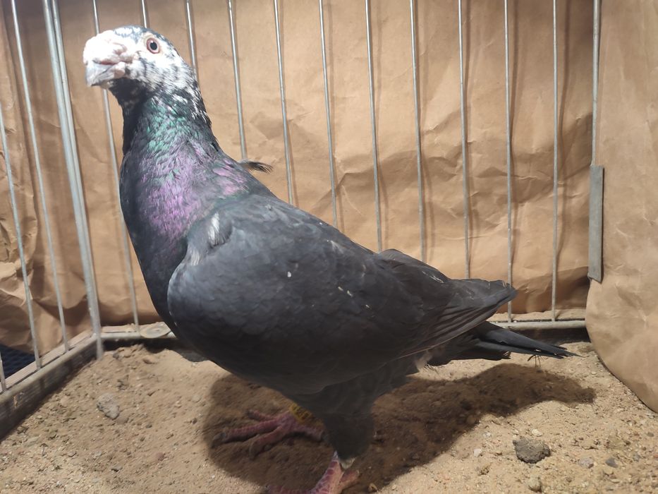 Pocztowe staropolskie czarne tygrysy