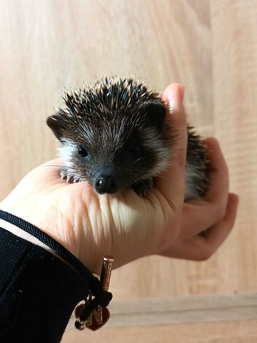 Ciemne jeżyki, jeż pigmejski, jeże, rodowód,  książeczka zdrowia