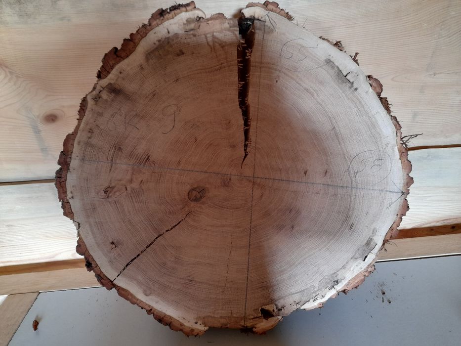 Plaster drewna. Dąb 58cm.