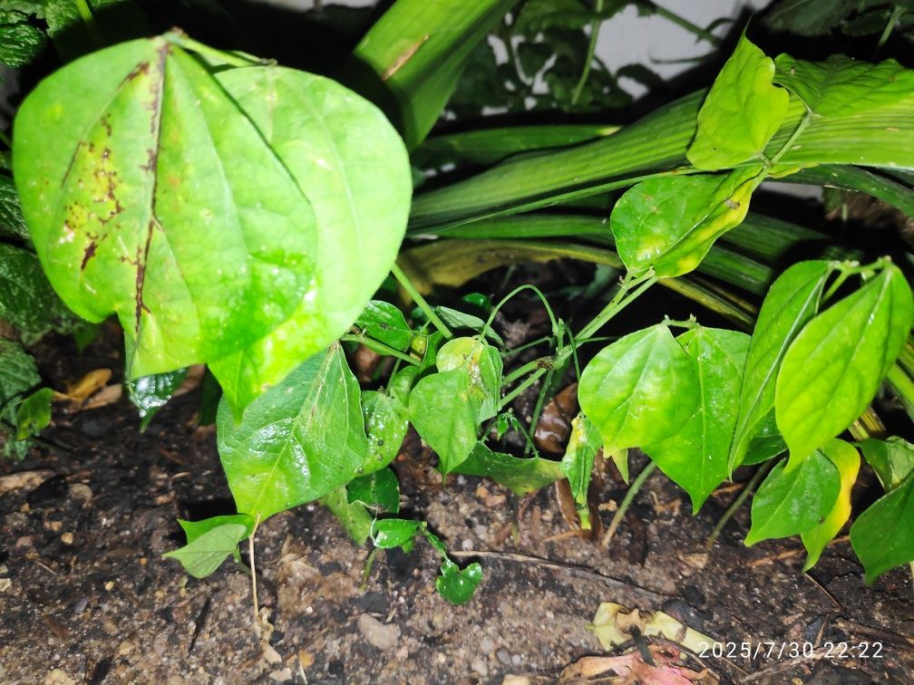 Planta já germinada de Vigna Caracala
