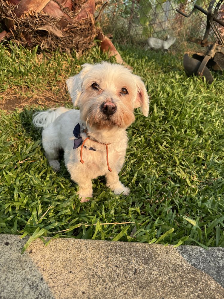 Snoopy - 7 anos, xCaniche