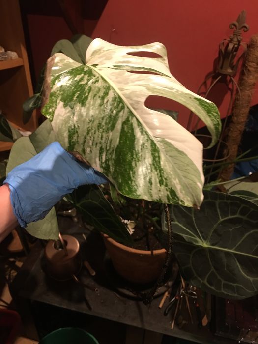 Monstera variegata sadzonka