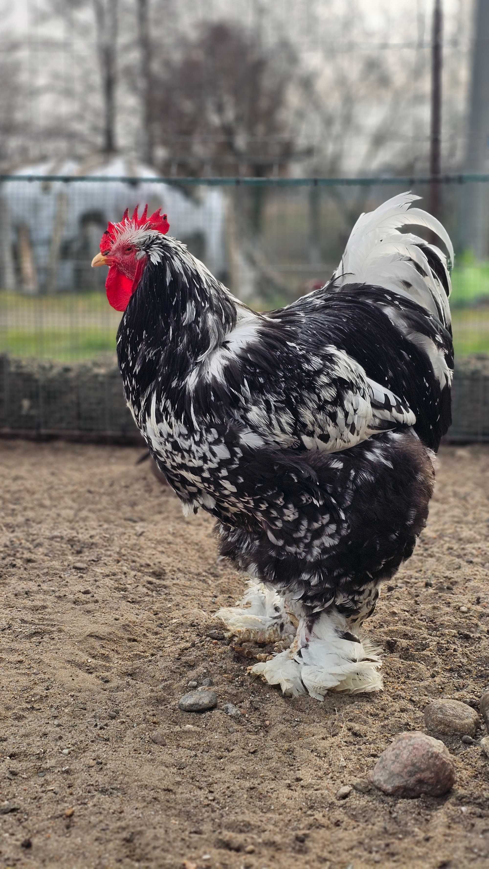 Brahma olbrzymia oraz Kochin olbrzymi