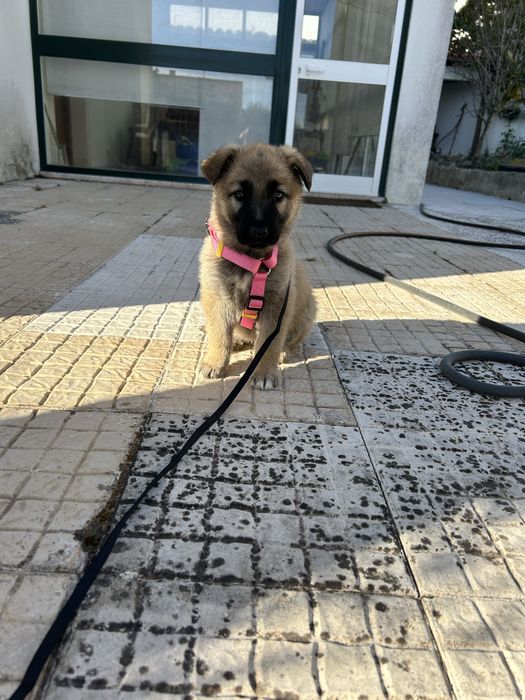 Cadela - Serra da Estrela com Pastor Alemão