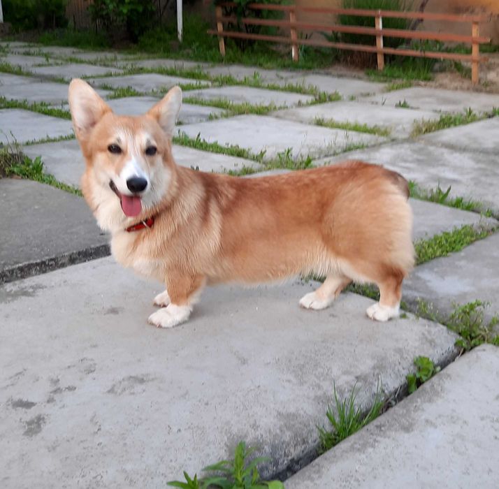 Вельш корги пемброк,девочка , 
натуральный  бобтейл.