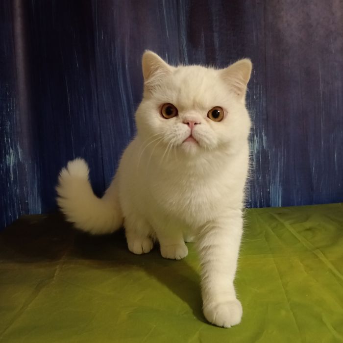 Екзотичне короткошерстне Кошеня