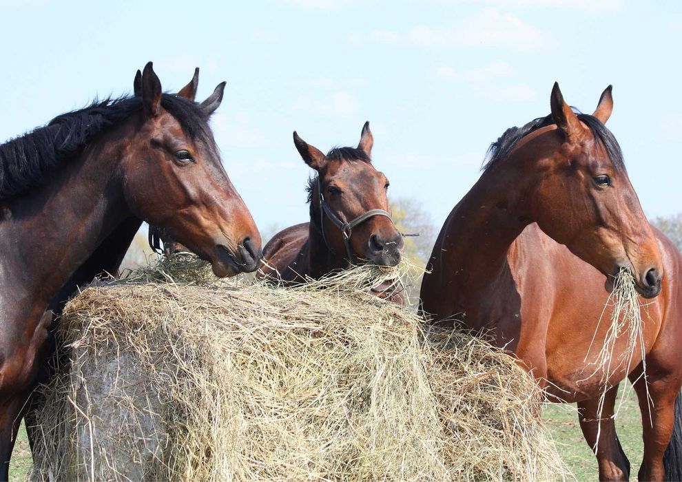 Siano Sprzedam dla Koni, Bydła Suche i Słome