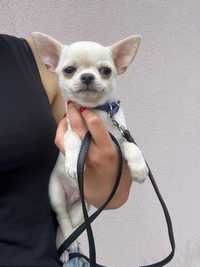 Chihuahua, chlopczyk, prawdziwy rodowód ZKwP FCI