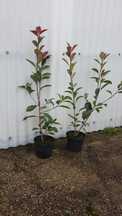 Photinias para sebes