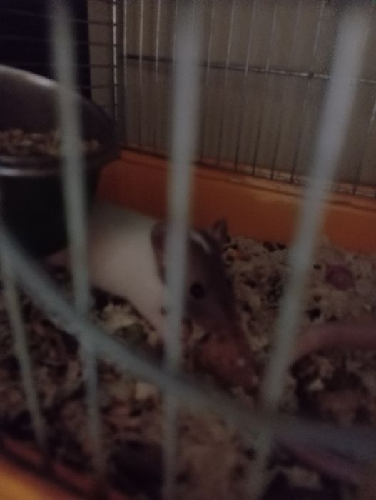 Домашні щурики люблять людей