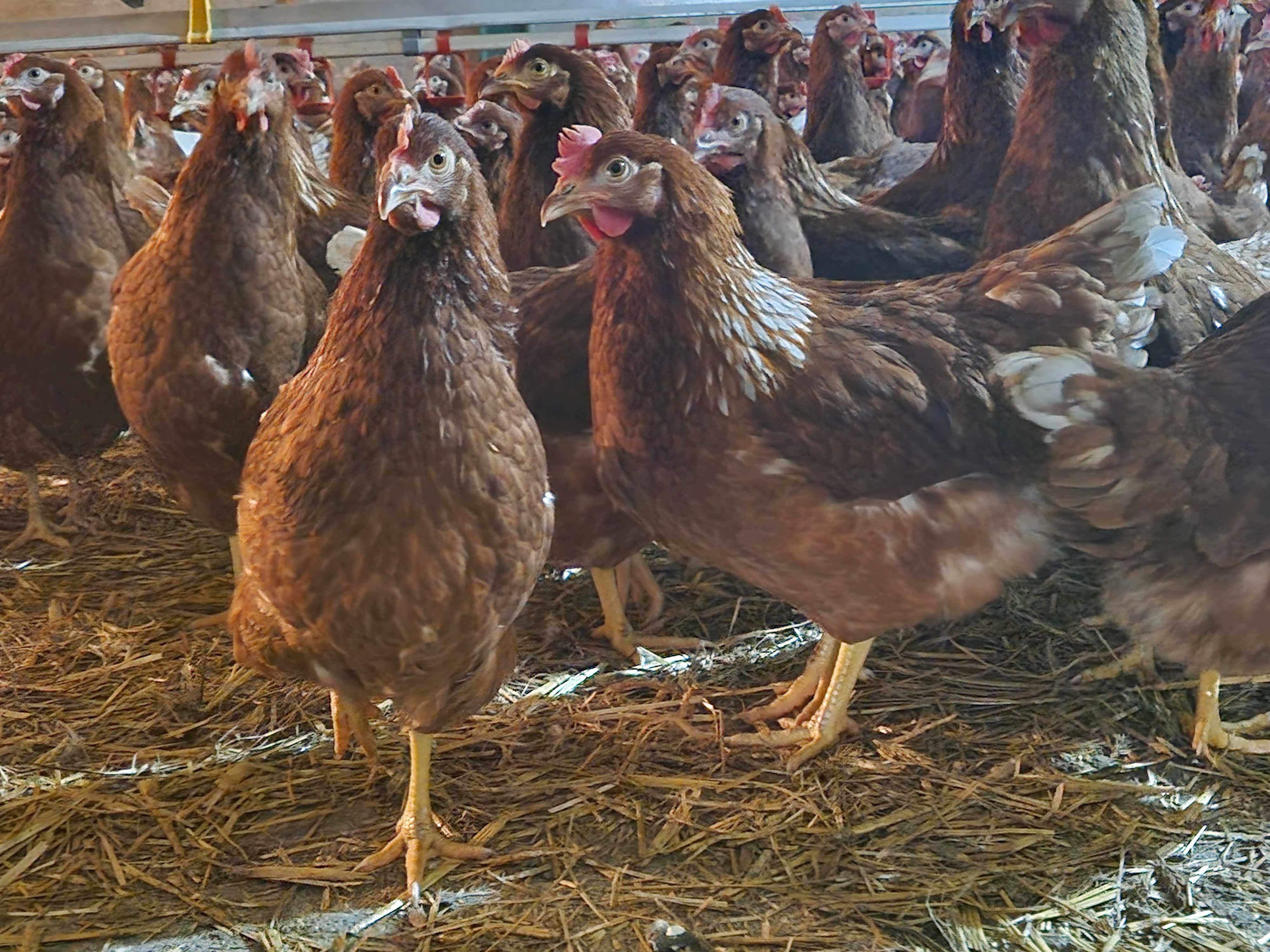 Młode kurki nioski odchowane Rosa, Leghorn, Sendi