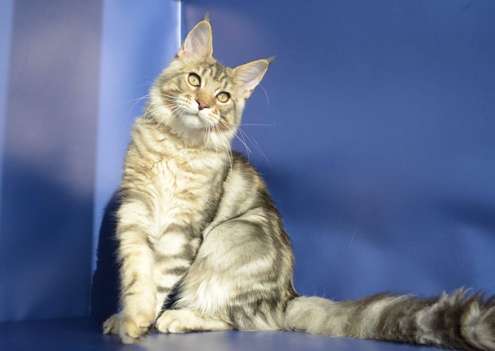 Мальчик Лаки 6 мес. Мейн кун.