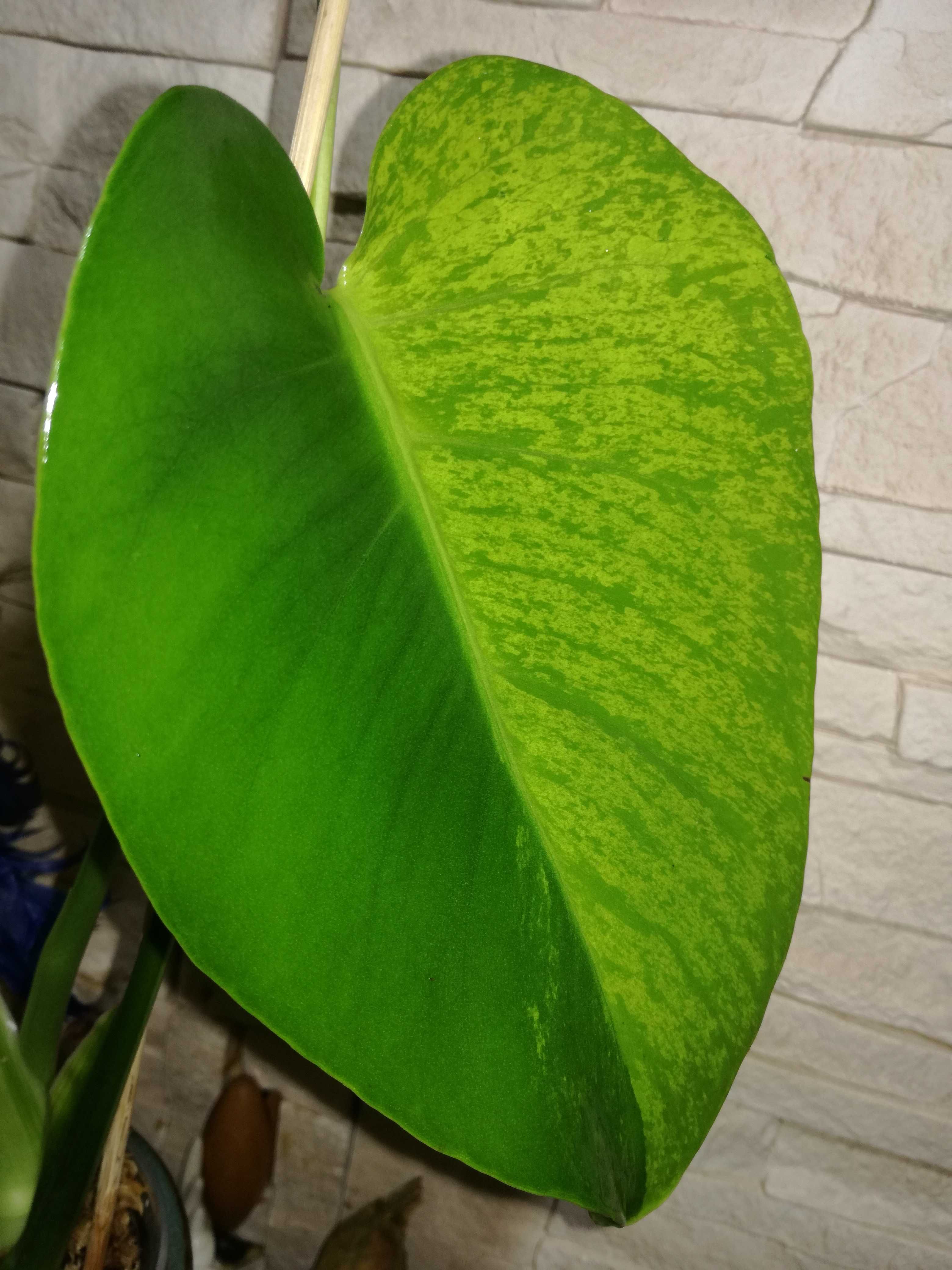 INTERNATIONAL Monstera Mint Marmorata Aurea TRICOLOR! Variegata philod