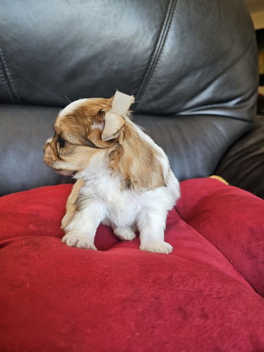 York terrier golddust rezerwacja