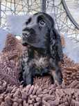 Cocker Spaniel Angielski