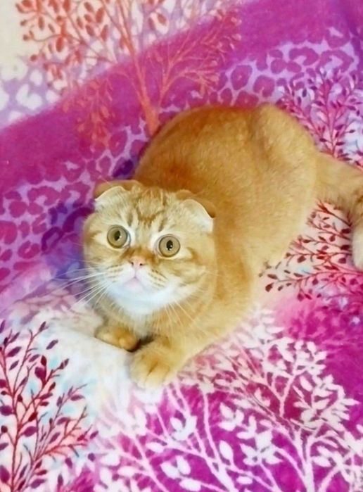 Золотой вислоушка мальчик шиншиллка