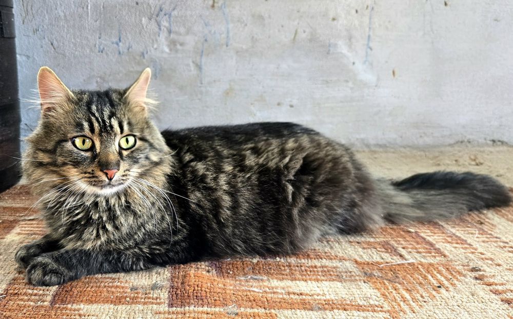 Пухнастик хоче додому