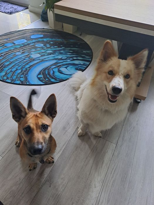 #Trójmiasto Domowa opieka nad psem.